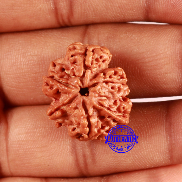 Nepalese Ganesh Rudraksha - Bead No. 229