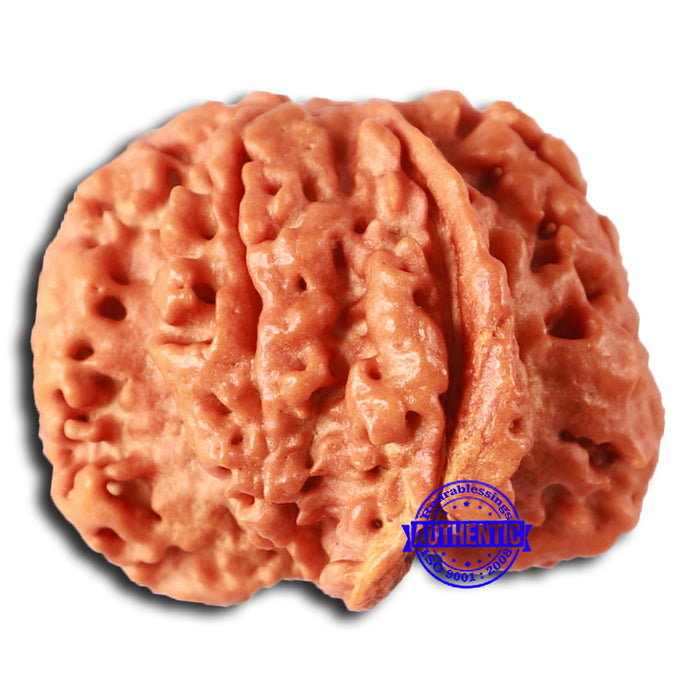 Nepalese Ganesh Rudraksha - Bead No. 229
