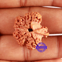 Load image into Gallery viewer, Nepalese Ganesh Rudraksha - Bead 231
