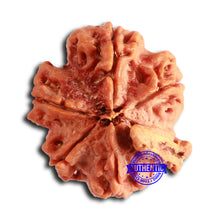 Load image into Gallery viewer, Nepalese Ganesh Rudraksha - Bead No. 232
