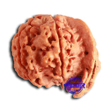 Load image into Gallery viewer, Nepalese Ganesh Rudraksha - Bead No. 232
