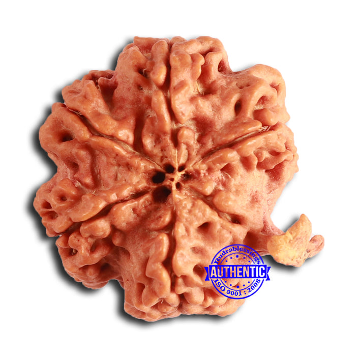 Nepalese Ganesh Rudraksha - Bead No. 233