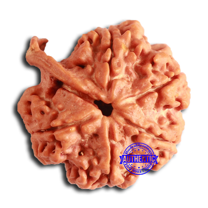 Nepalese Ganesh Rudraksha - Bead No. 233