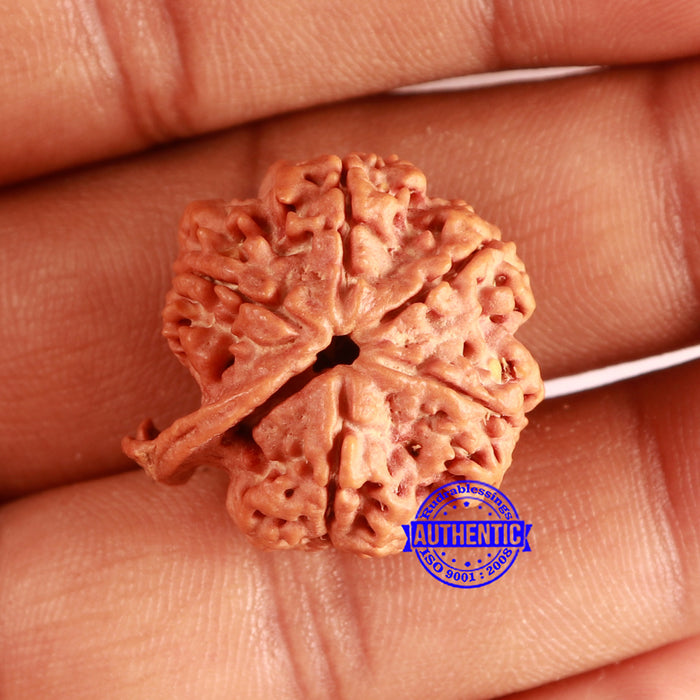 Nepalese Ganesh Rudraksha - Bead No. 233