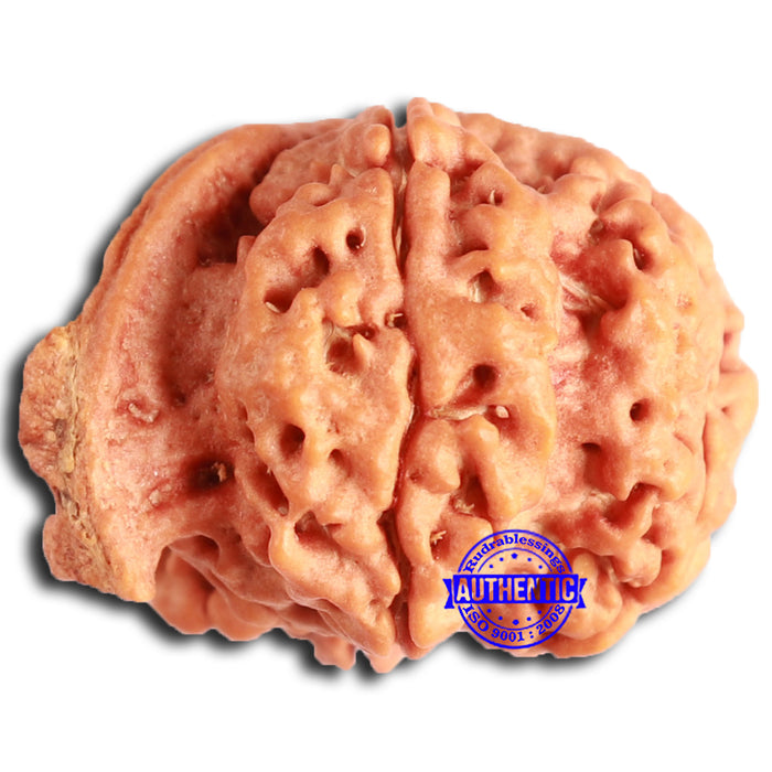 Nepalese Ganesh Rudraksha - Bead No. 233