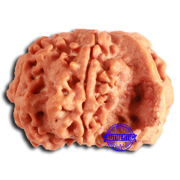Nepalese Ganesh Rudraksha - Bead No. 233