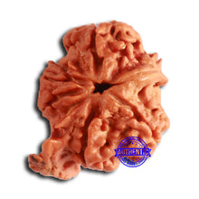 Load image into Gallery viewer, Nepalese Ganesh Rudraksha - Bead No. 235
