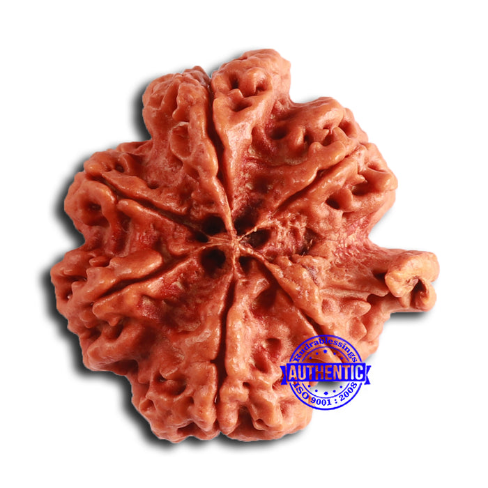 Nepalese Ganesh Rudraksha - Bead 238