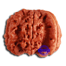 Load image into Gallery viewer, Nepalese Ganesh Rudraksha - Bead 238
