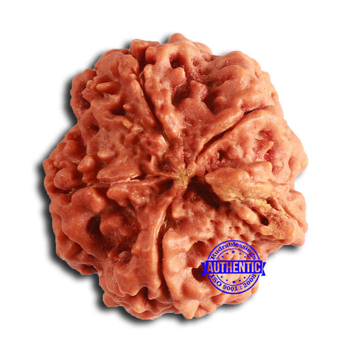 Nepalese Ganesh Rudraksha - Bead 242