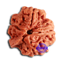 Load image into Gallery viewer, Nepalese Ganesh Rudraksha - Bead 242
