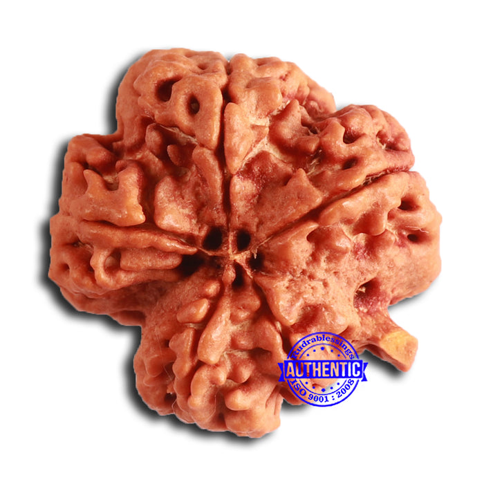 Nepalese Ganesh Rudraksha - Bead 248