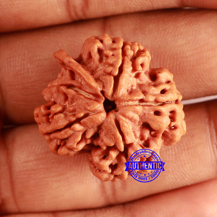 Nepalese Ganesh Rudraksha - Bead 248