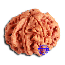 Load image into Gallery viewer, Nepalese Ganesh Rudraksha - Bead 248
