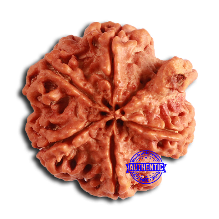 Nepalese Ganesh Rudraksha - Bead No. 251