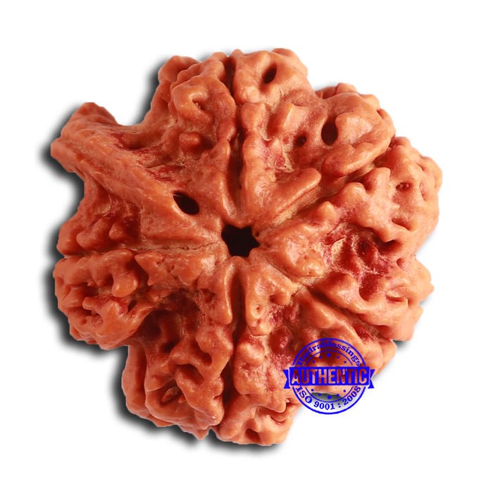 Nepalese Ganesh Rudraksha - Bead No. 251