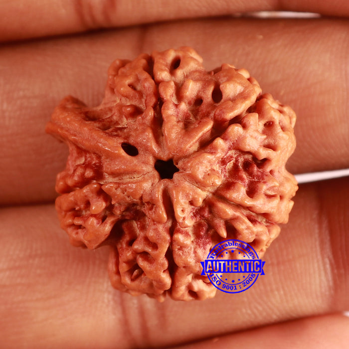 Nepalese Ganesh Rudraksha - Bead No. 251