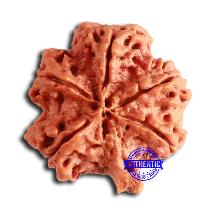 Nepalese Ganesh Rudraksha - Bead 252