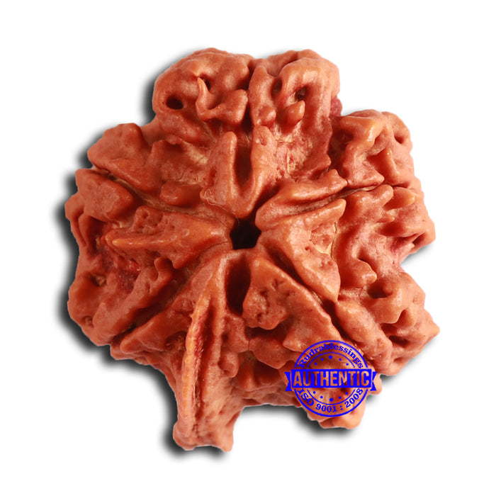 Nepalese Ganesh Rudraksha - Bead 252