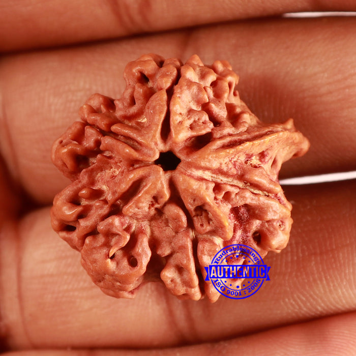 Nepalese Ganesh Rudraksha - Bead 252