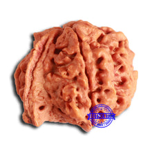 Load image into Gallery viewer, Nepalese Ganesh Rudraksha - Bead 252
