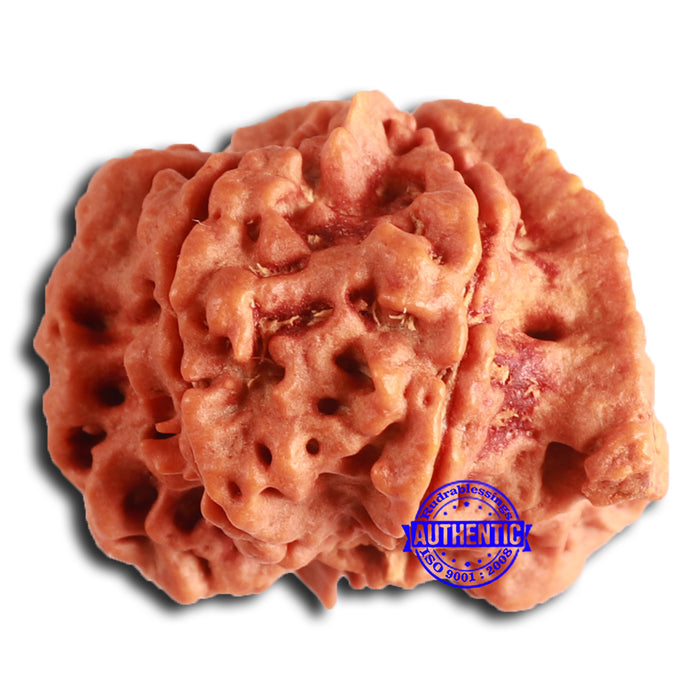 Nepalese Ganesh Rudraksha - Bead 252