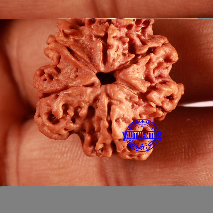 Nepalese Ganesh Rudraksha - Bead 254