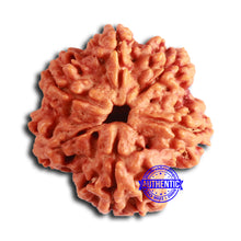 Load image into Gallery viewer, Nepalese Ganesh Rudraksha - Bead 255
