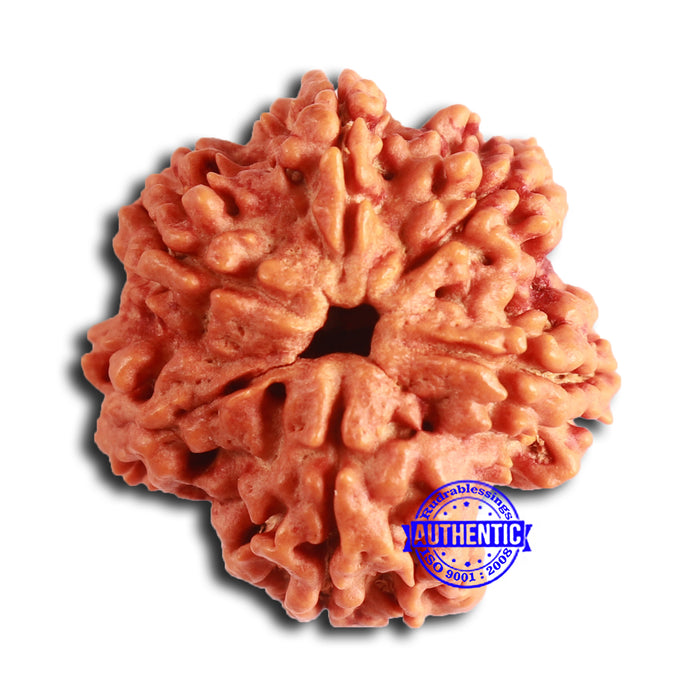 Nepalese Ganesh Rudraksha - Bead 255