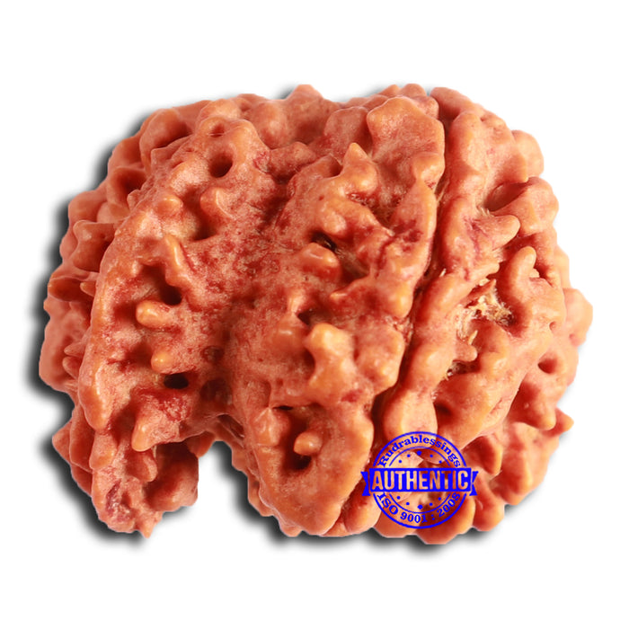 Nepalese Ganesh Rudraksha - Bead 255