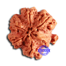 Load image into Gallery viewer, Nepalese Ganesh Rudraksha - Bead No. 258
