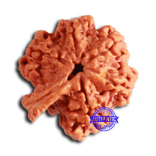 Load image into Gallery viewer, Nepalese Ganesh Rudraksha - Bead No. 258
