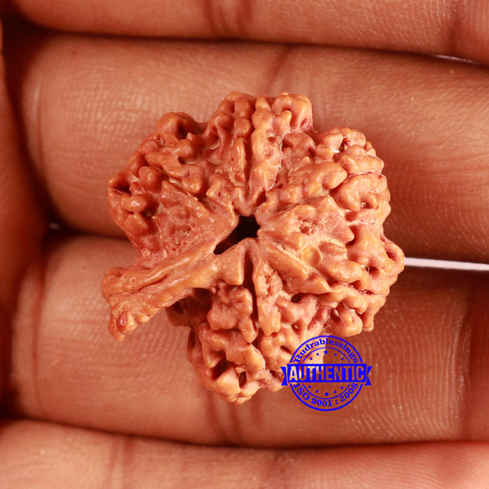 Nepalese Ganesh Rudraksha - Bead No. 258