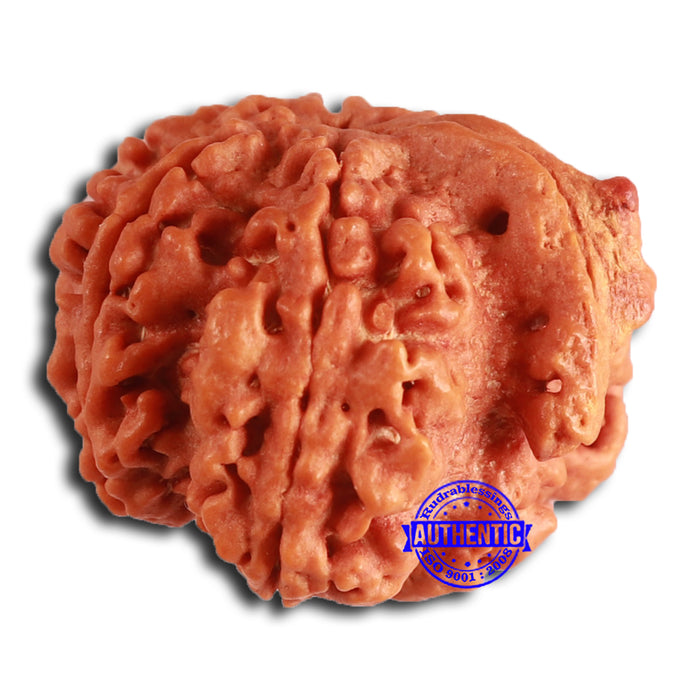Nepalese Ganesh Rudraksha - Bead No. 258
