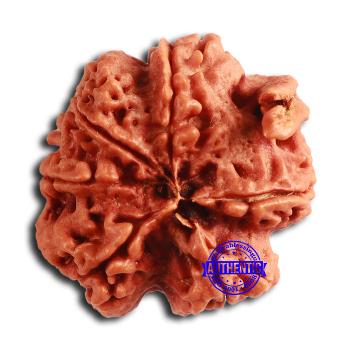 Nepalese Ganesh Rudraksha - Bead No. 259