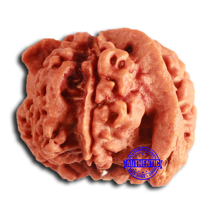 Nepalese Ganesh Rudraksha - Bead No. 259