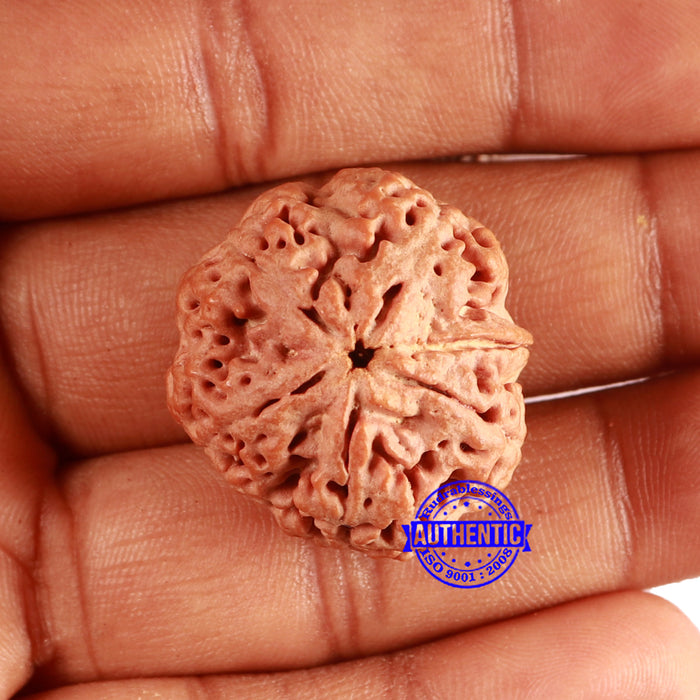 Nepalese Ganesh Rudraksha - Bead No. 263