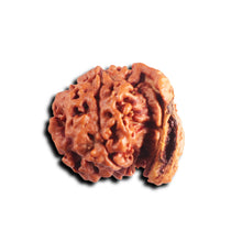 Load image into Gallery viewer, Nepalese Ganesh Rudraksha - Bead No. 298
