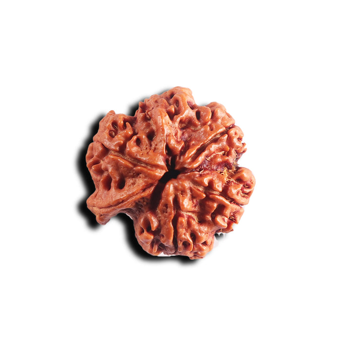 Nepalese Ganesh Rudraksha - Bead No. 299