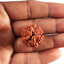 Load image into Gallery viewer, Nepalese Ganesh Rudraksha - Bead No. 299
