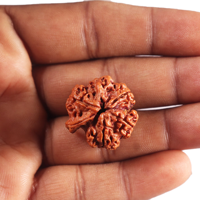 Nepalese Ganesh Rudraksha - Bead No. 299