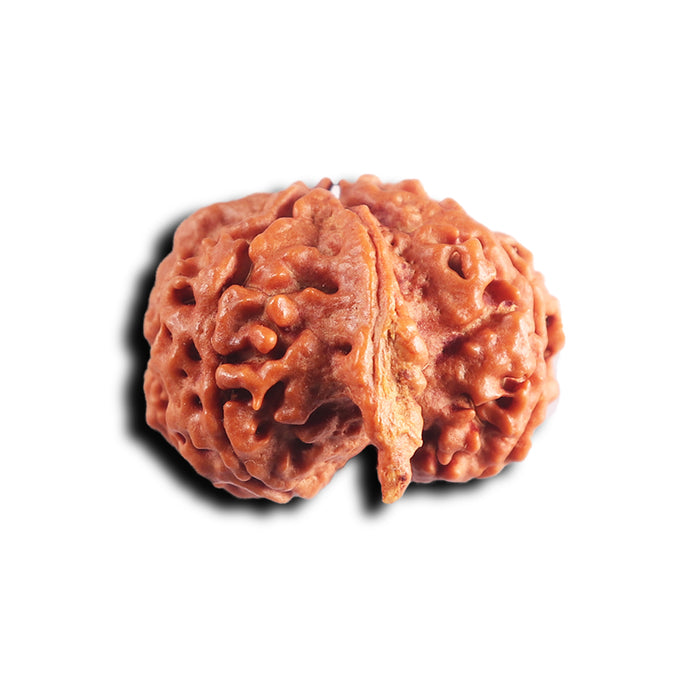 Nepalese Ganesh Rudraksha - Bead No. 299