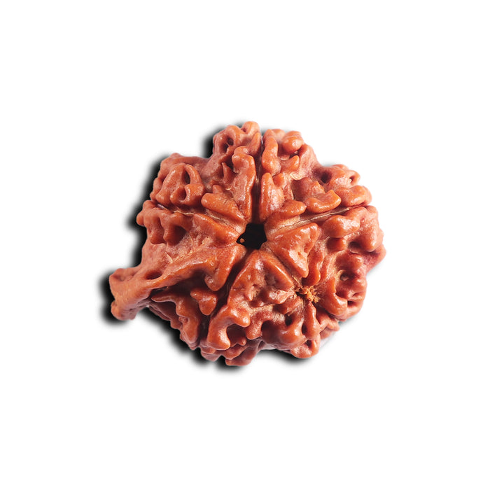 Nepalese Ganesh Rudraksha - Bead No. 300
