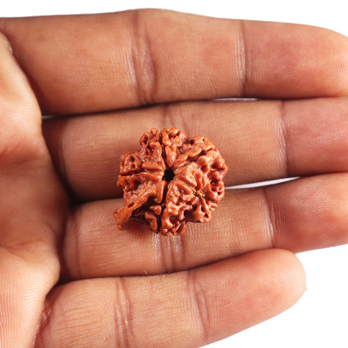 Nepalese Ganesh Rudraksha - Bead No. 300