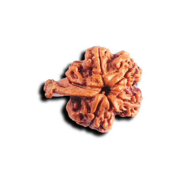 Nepalese Ganesh Rudraksha - Bead No. 301
