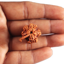Load image into Gallery viewer, Nepalese Ganesh Rudraksha - Bead No. 301
