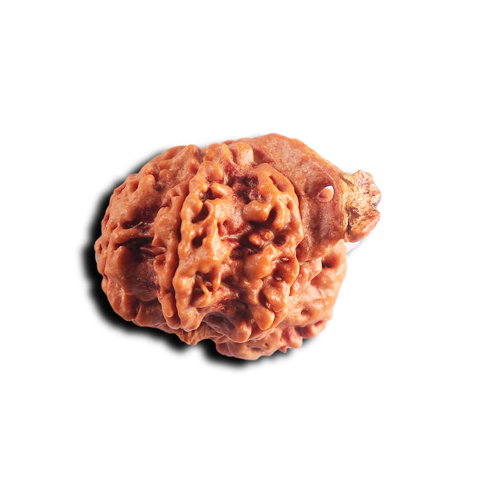 Nepalese Ganesh Rudraksha - Bead No. 301