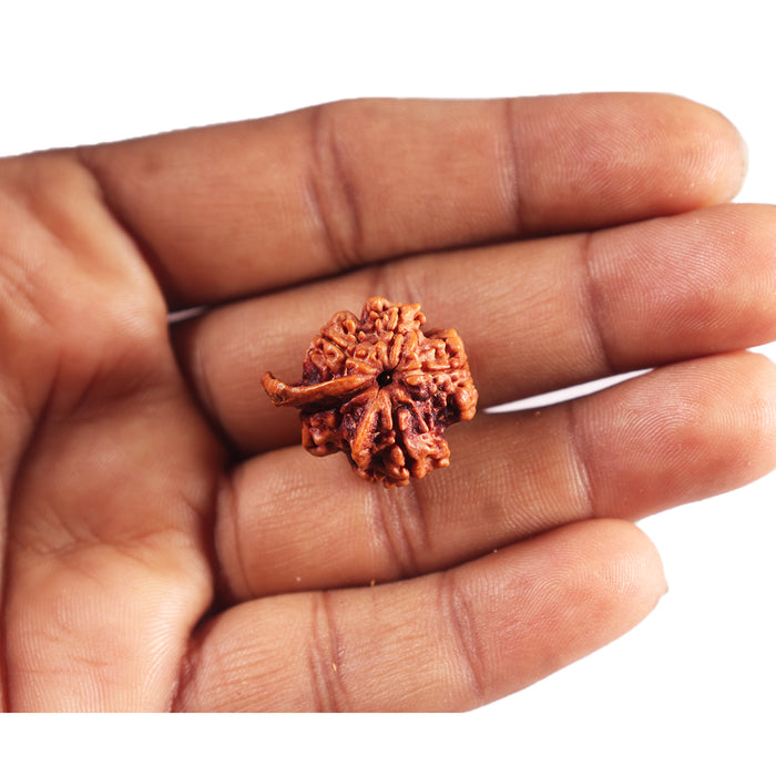 Nepalese Ganesh Rudraksha - Bead No. 302