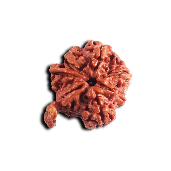 Nepalese Ganesh Rudraksha - Bead No. 303