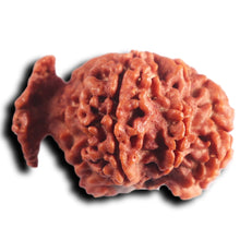 Load image into Gallery viewer, Nepalese Ganesh Rudraksha - Bead No. 303
